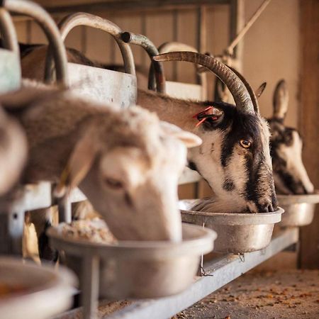 Bed&Breakfast Agroturizam Antunovic Kuna Pelješka Eksteriør bilde